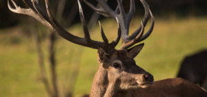 В Днепре продают настоящего оленя за 1000 долларов