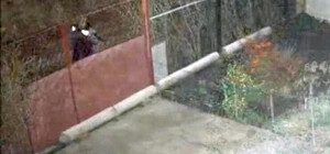 Расстрел собак под Одессой: следователи изменили статью после митинга