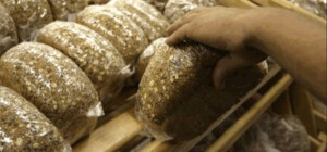 Кабмин запретил сильно поднимать цены на хлеб в Украине до конца пандемии