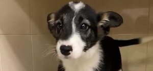 В Днепре щенок чуть не умер из-за холодца