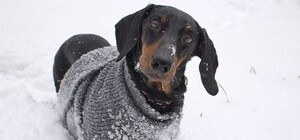 В парке на Отрадном таксу ударило током во время прогулки