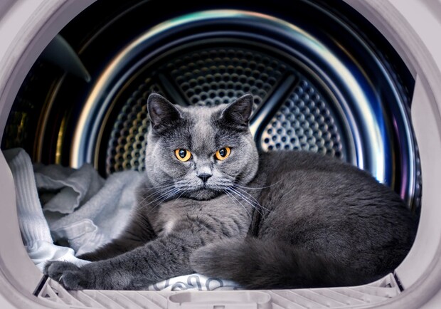 В Днепре кот полчаса провел в работающей стиральной машинке - 