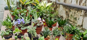 Распродажа комнатных растений в ботсаду ДНУ: цены и график работы