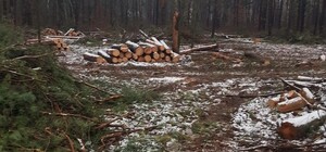 Вырубку леса под Киевом ради терминала 