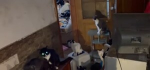 Соседям капает моча с потолка: одесситка завела в квартире 37 котов и собаку