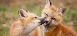 Сайт объявлений OLX оштрафуют за сообщения о продаже диких животных