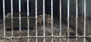 В зоопарке на детской железной дороге сильно заболел волк