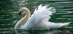 Стала известна причина смерти лебедя из парка 