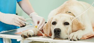 В Днепре появился автомобиль, в котором будут бесплатно стерилизовать животных