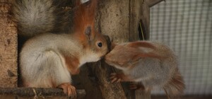 В Одесском зоопарке выберут самую романтическую пару животных (фото)