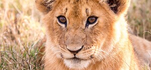 У Кривому Розі втрачає зір левеня, яке живе на фермі