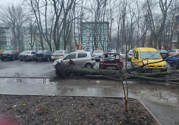 В Днепре дерево рухнуло на припаркованный автомобиль - 