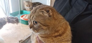 Живуть в акваріумах і майже не рухаються: у зоомагазині у Дніпрі знущаються з котів