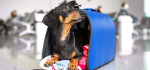 Как выехать в страны ЕС с животными