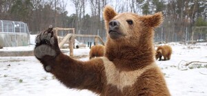 З Києва до Львова евакуювали п'ятьох ведмедів