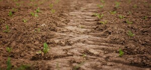 В Одесской области стартовала посевная компания 