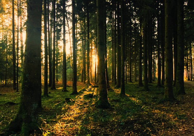 На Дніпропетровщині заборонили відвідувати ліси - 