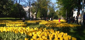 У Харкові висадять квіти, незважаючи на війну