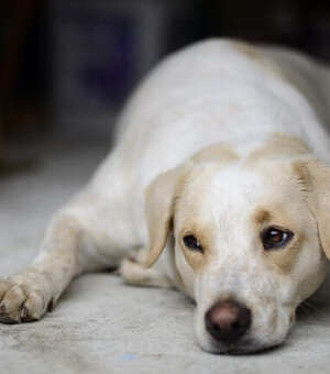 Как оказать помощь животным при химической атаке