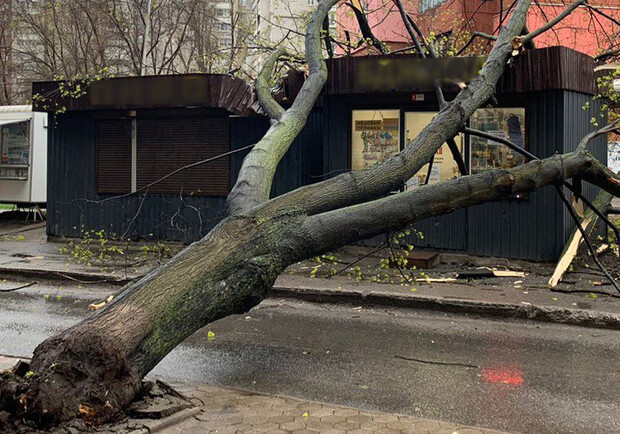 У Дніпрі велике дерево впало на торгові павільйони - 