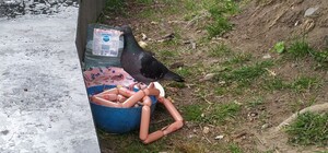 Гарно жити не заборонити: у Трускавці загодовують голубів сосисками