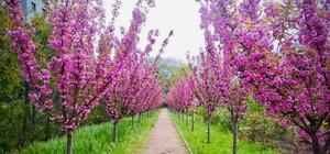 В Одесі цвітуть сакури: де помилуватися