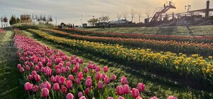 Під Києвом відкрився найбільший парк тюльпанів в Україні