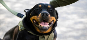 Ротвейлер Габріелла забезпечує оборону Києва на блокпостах