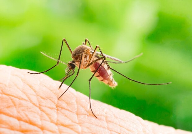 Чим небезпечні укуси комарів та як захиститися від них - 