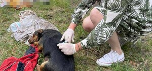 У Києві у зачиненому автомобілі знайшли трупи собак, які померли від теплового удару