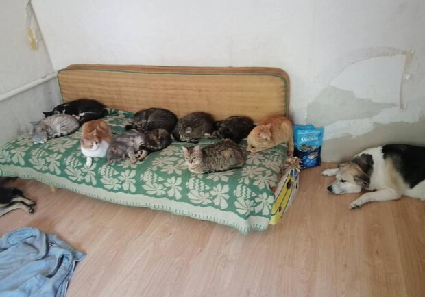 Волонтер эвакуировала 26 животных из Бахмута в Киевскую область. 