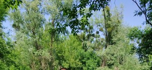 Возле Ржищева нашли нетронутый человеком лес