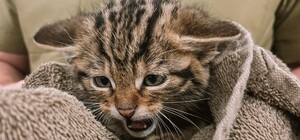 В Одессе спасают лесных котят, мама которых умерла после российского обстрела 