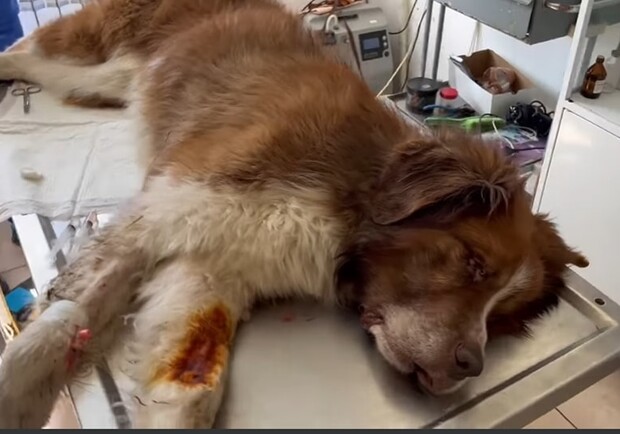 Военный спустя два месяца забрал пса, которого вывез раненого из Краматорска в Днепр 
