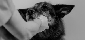 У Дніпрі рятують собаку, яку намагались зарубати та викинули на звалище