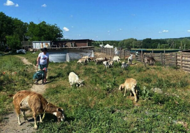 У Дніпропетровській області жінка дала притулок 400 тварин з гарячих точок 