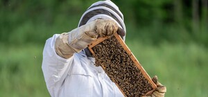 У Дніпрі врятували пасічника, якого покусали бджоли