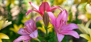 Подарок харьковчанам от жительницы Днепра: в саду Шевченко расцвели лилии (фото)