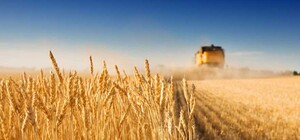 Одесская область вышла в лидеры по обмолоту ранних зерновых