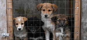 В Полтаве бездомных животных регистрируют через платформу ANIMAL-ID