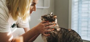 Для киевлян работает Telegram-бот, где можно получить консультации ветеринаров