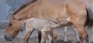 В Одесском зоопарке родились малыши у лошади Пржевальского и Венгерской коровы