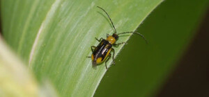 В Одесской области ввели карантин из-за жуков