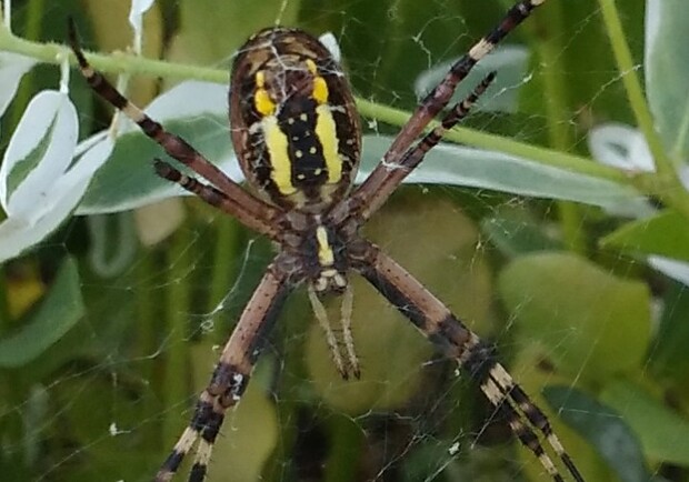 В Днепре стали чаще замечать пауков с желтыми полосами: опасны ли они - 