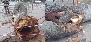 На Лукьяновке дерево упало на девушку: детали происшествия