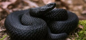 На Киевщине мужчину искусала черная гадюка