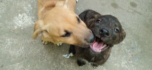 Что сейчас с ранеными щенками, которые родились в окопе в Запорожской области