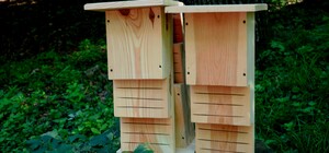 В Голосеевском парке появились специальные домики для летучих мышей - фото