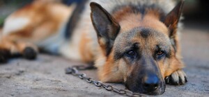 В Запорожье пара жестоко побила свою собаку, потому что 