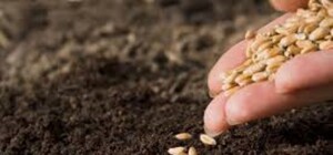 Одесские аграрии получат семена от ООН